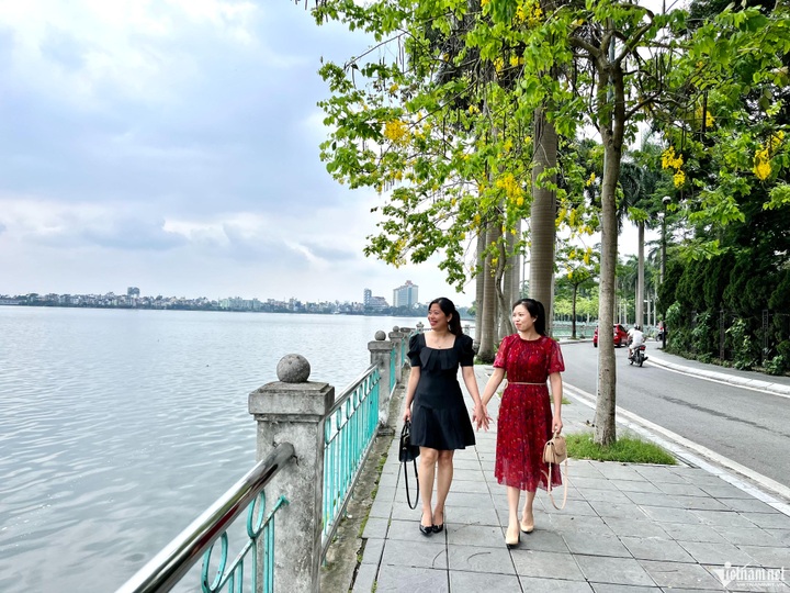 Golden flowers cover Hanoi streets - 3