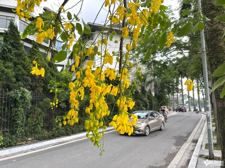 Golden flowers cover Hanoi streets - 2