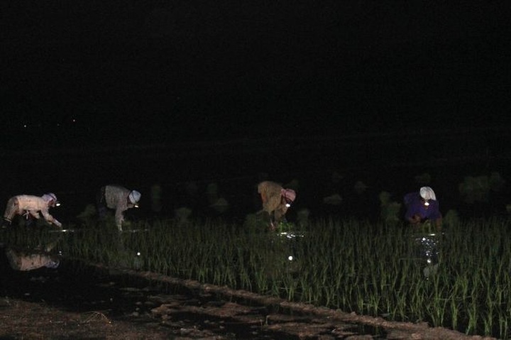 Farmers turn to work at night to avoid heat wave - 3