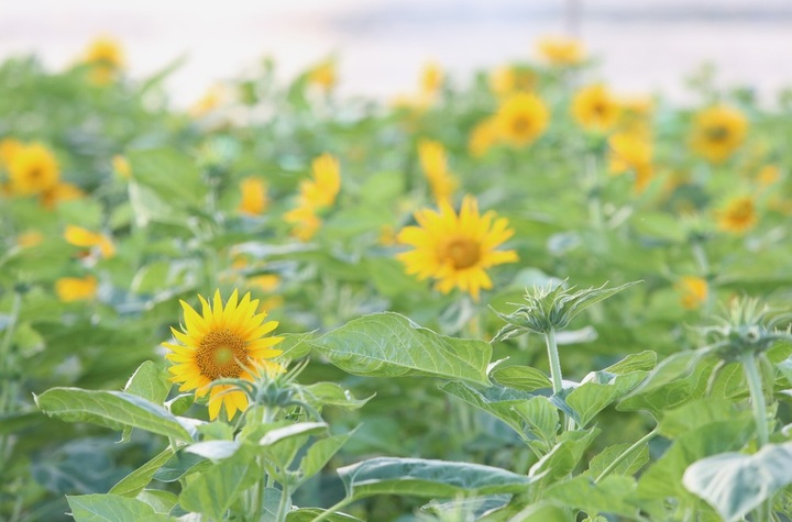 Sunflower field by Saigon River attract visitors - 1 Sunflower field by Saigon River attract visitors - 1