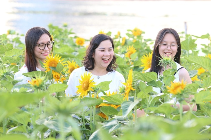 Sunflower field by Saigon River attract visitors - 2 Sunflower field by Saigon River attract visitors - 2