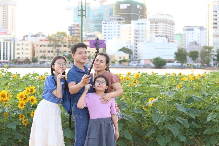 Sunflower field by Saigon River attract visitors - 4 Sunflower field by Saigon River attract visitors - 4
