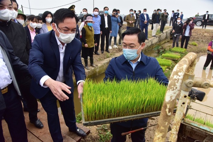 Hanoi leaders join local farmers planting rice - 1