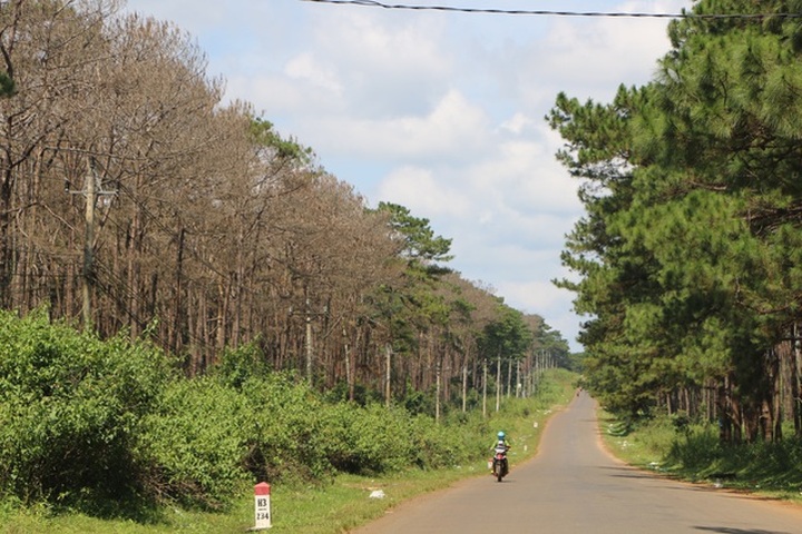 Officials abet forest destruction in central highlands province - 1
