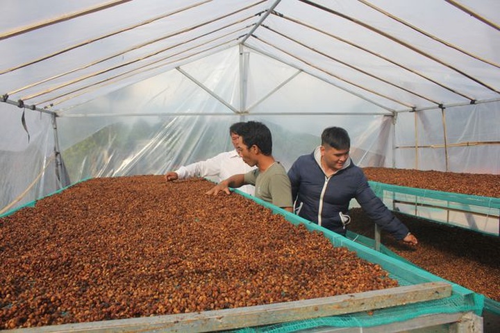 Coffee farmers search for solutions to reach customers - 1 Coffee farmers search for solutions to reach customers - 1