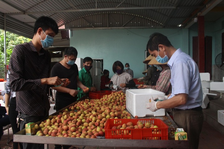 Positive signs for Bac Giang lychee - 1 Positive signs for Bac Giang lychee - 1