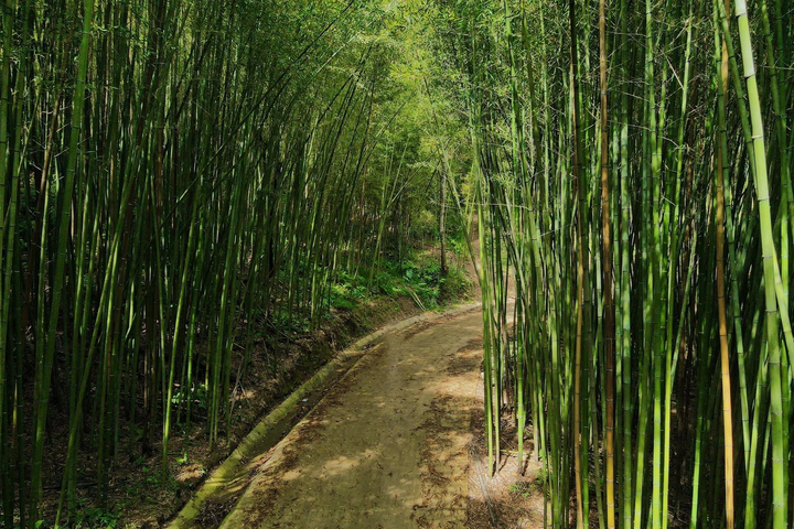 Exploring bamboo forest in Cao Bang - 3 Exploring bamboo forest in Cao Bang - 3