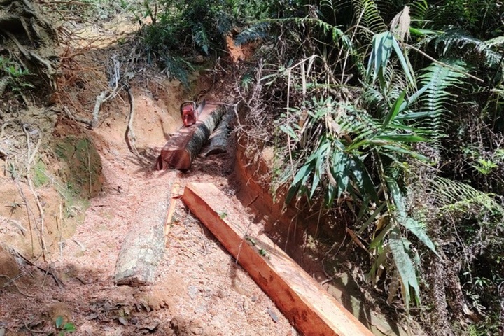 Rampant forest destruction found in Gia Lai - 5 Rampant forest destruction found in Gia Lai - 5