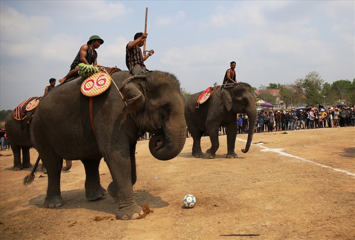 Elephants join football match at Buon Ma Thuot Coffee Festival - 9