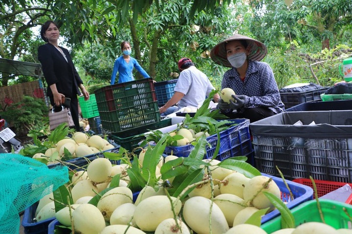 Dong Thap to hold mango festival - 1