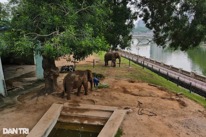 Hanoi Zoo elephants released from chains - 1