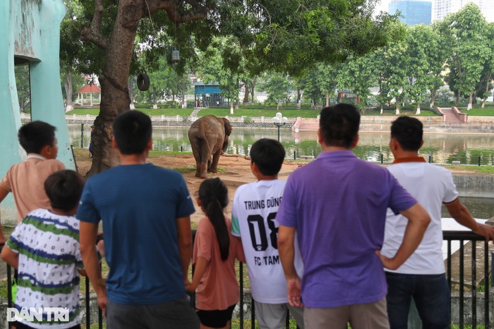 Hanoi Zoo elephants released from chains - 3