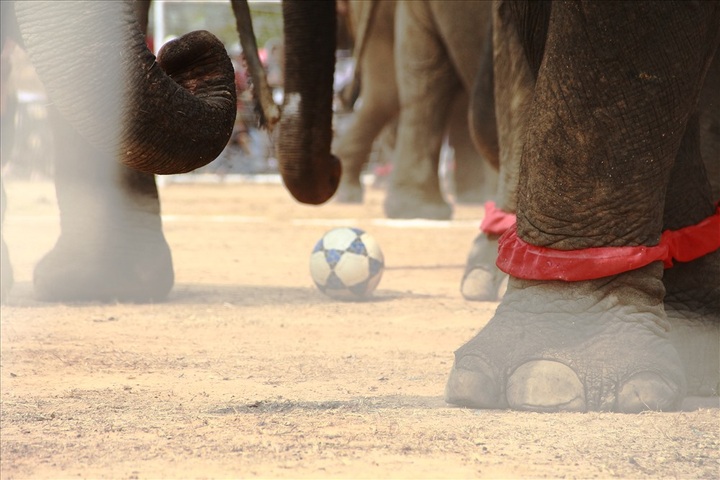 Elephants join football match at Buon Ma Thuot Coffee Festival - 5