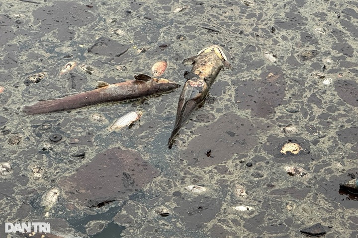 Newly-opened Hanoi park faces pollution after mass fish deaths - 7 Newly-opened Hanoi park faces pollution after mass fish deaths - 7