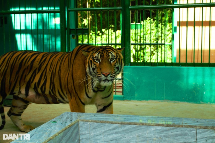 New home for seven tigers at Phong Nha-Ke Bang National Park - 6