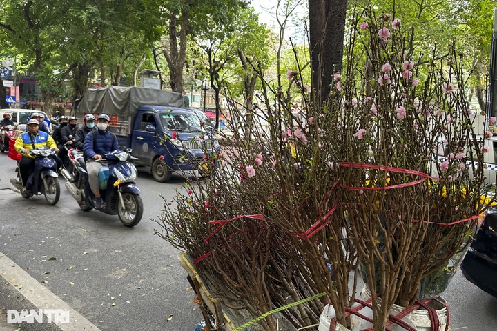 Early peach blossoms hit Hanoi streets - 3