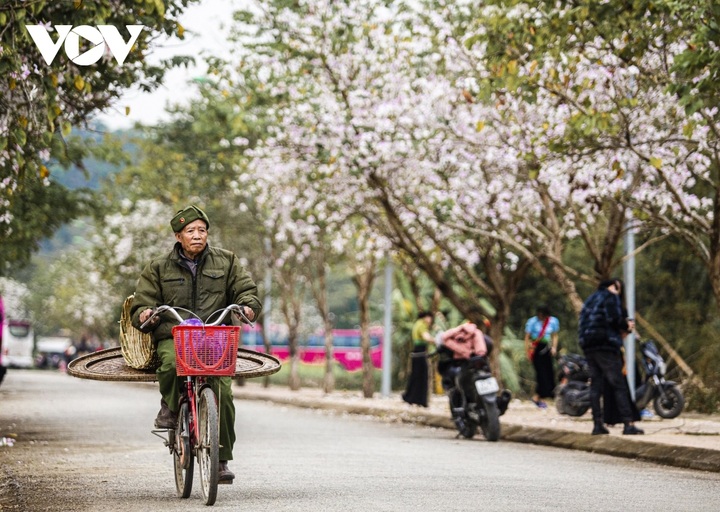 Bauhinia flower season in Dien Bien - 5
