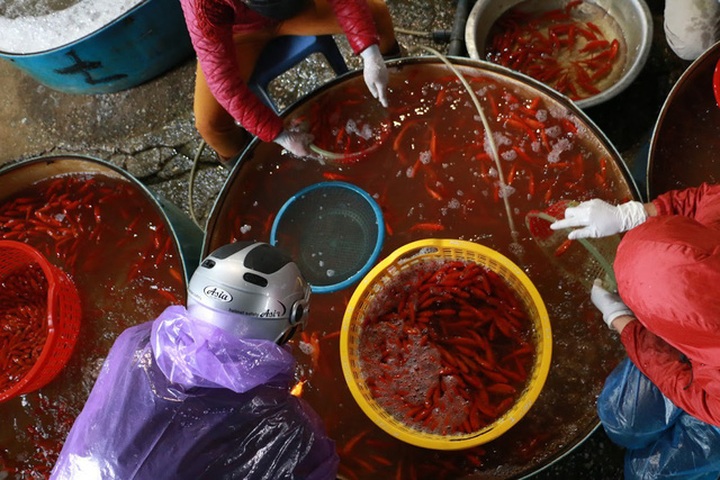 Hanoi’s largest fish market on Kitchen Gods’ Day - 2