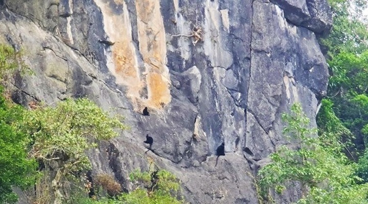 Rare gibbons spotted near Quang Binh residential area - 1