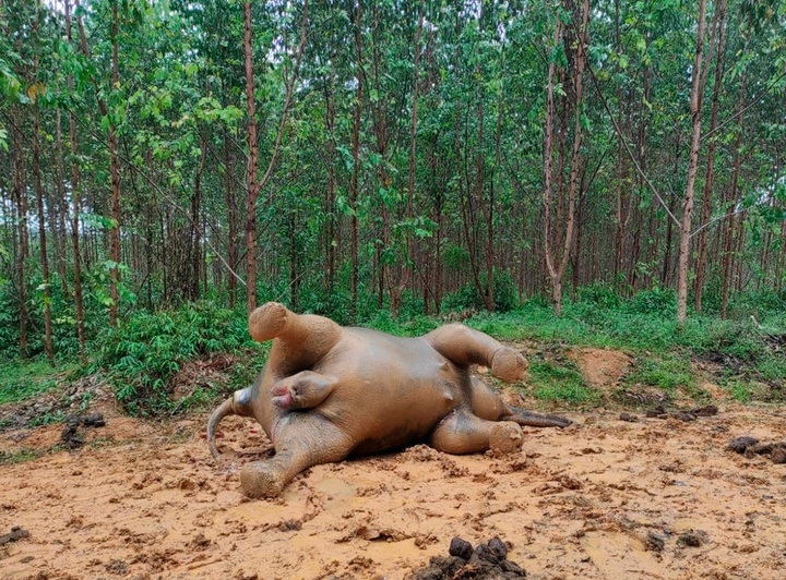 Critically endangered elephant, unborn baby suspected poisoned in Indonesia - 1