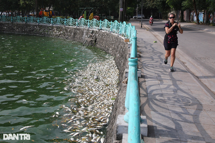 Hanoi tries to improve West Lake water to save fish - 1