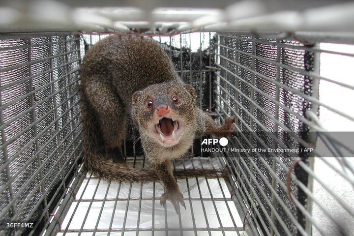 Japanese island eradicates rabbit-killing mongoose - 1 Japanese island eradicates rabbit-killing mongoose - 1