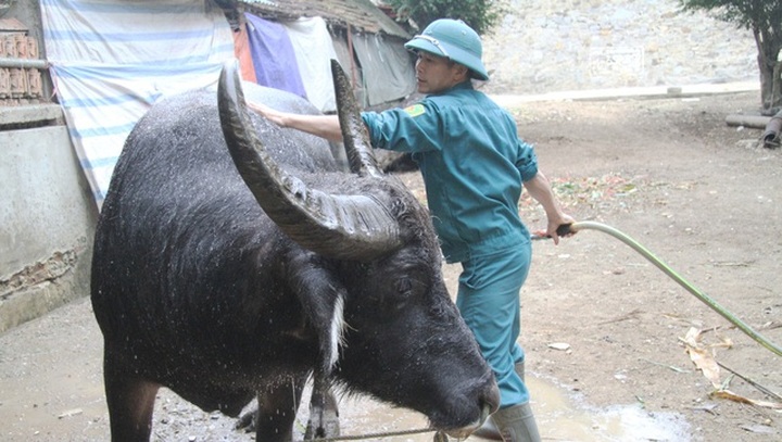 Fighting buffalo festival suspended - 1