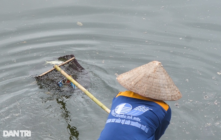 Changeable weather triggers mass fish deaths in Hanoi lake - 1
