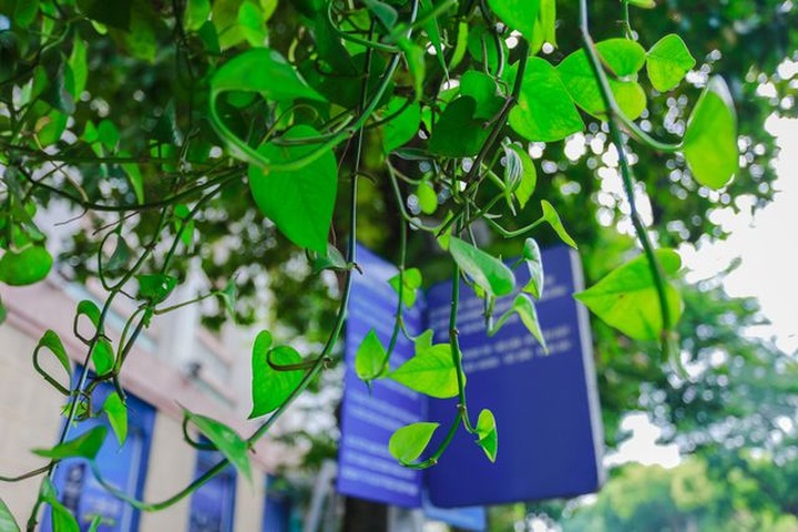 Hanoi bus stops go green - 4