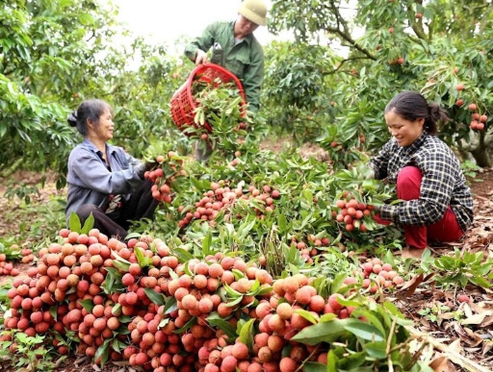 Over 1,000 tonnes of Bac Giang litchi exported amid Covid-19 - 1
