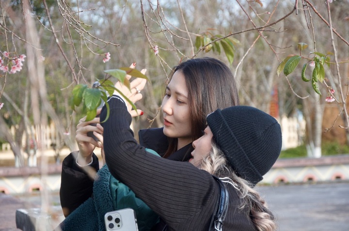 Mang Den’s cherry blossom season attracts visitors - 3