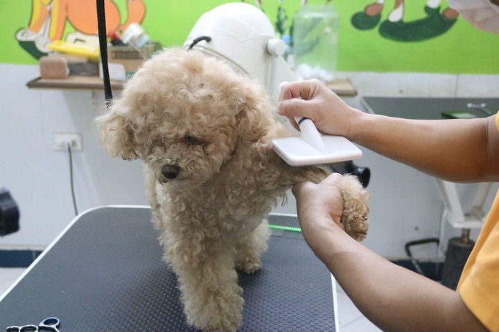 High demand for Tet pet services - 1