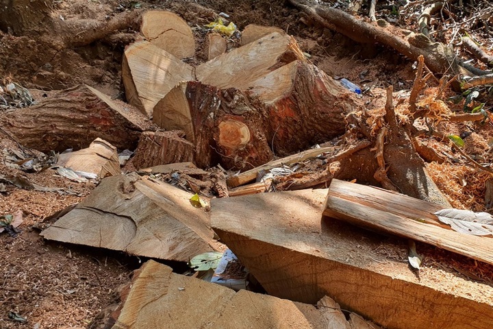 Central Highlands forest destroyed - 3