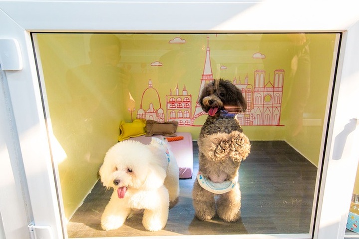 Pet hotels work through Tet - 1