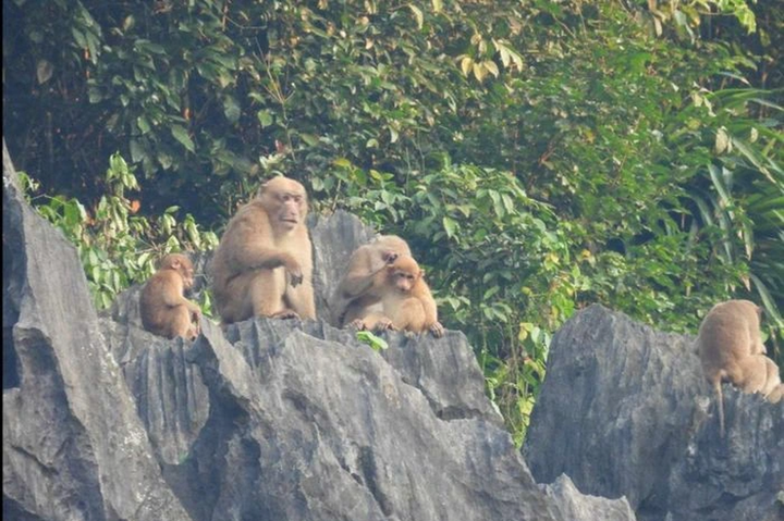 Rare monkeys found at Quang Binh mountain - 1 Rare monkeys found at Quang Binh mountain - 1
