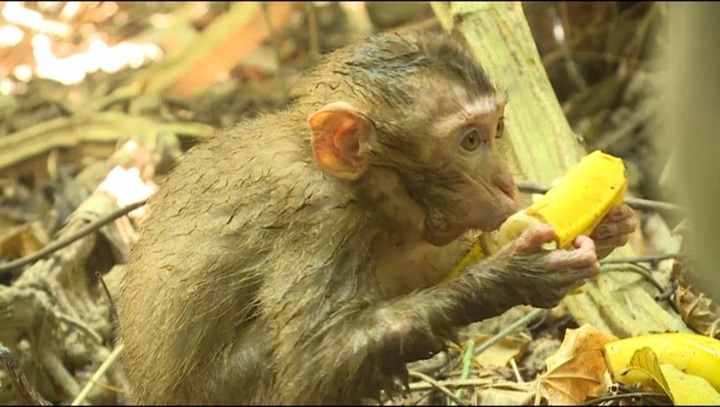 Dozens of animals released into the wild - 1 Dozens of animals released into the wild - 1