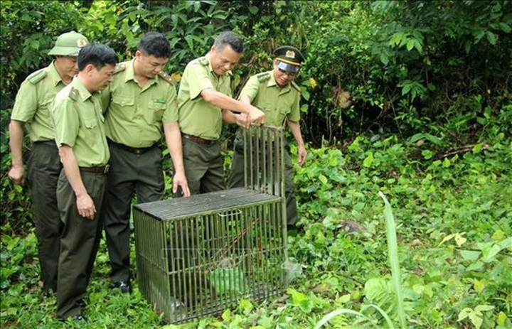 Ten monkeys released into the wild at Bai Tu Long National Park - 1 Ten monkeys released into the wild at Bai Tu Long National Park - 1