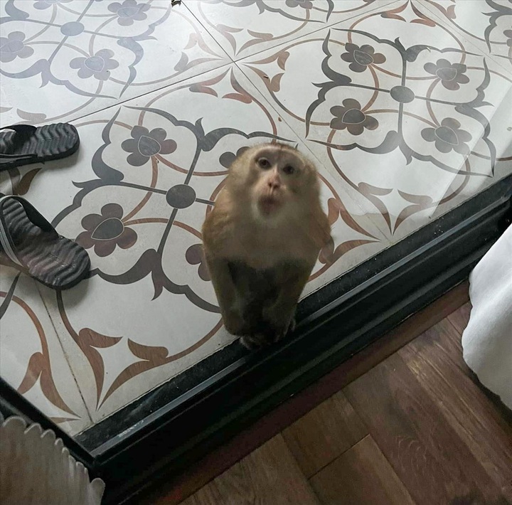Danang plagued by monkey incidents - 1