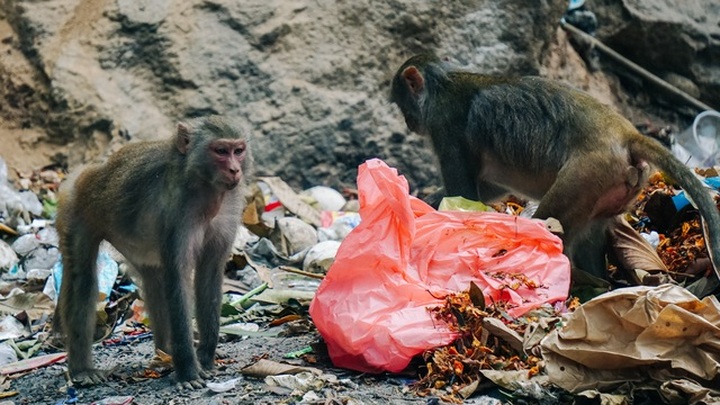 Wild monkeys changing eating habits in Da Nang peninsula - 2