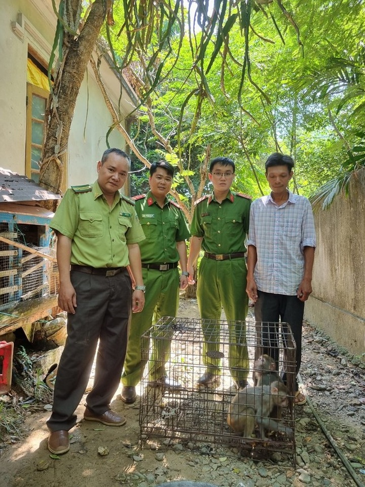 Two rare monkeys in Hue to be released into the wild - 2 Two rare monkeys in Hue to be released into the wild - 2