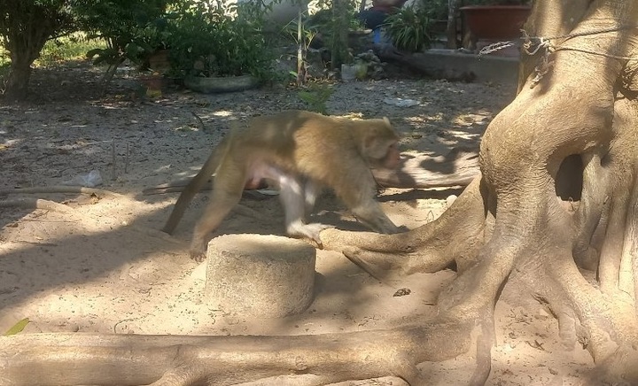 Binh Thuan man hands over monkey to forest rangers - 1