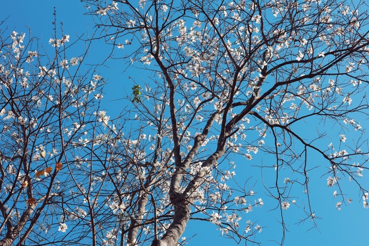 Bauhinia flowers blooming on Da Lat streets - 2 Bauhinia flowers blooming on Da Lat streets - 2