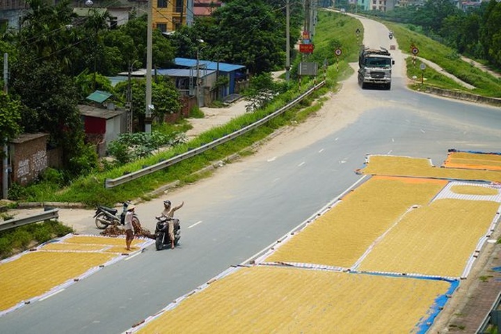 Hanoi farmers dry rice on streets - 2