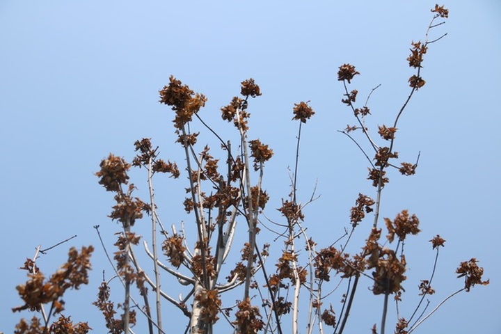 Red maple trees project proved a failure in Hanoi - 2