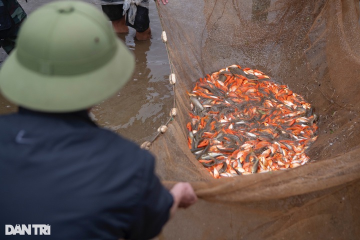 Phu Tho village grows carp for Kitchen Gods' Day - 3