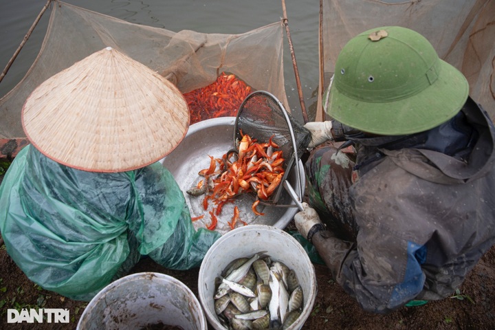 Phu Tho village grows carp for Kitchen Gods' Day - 8