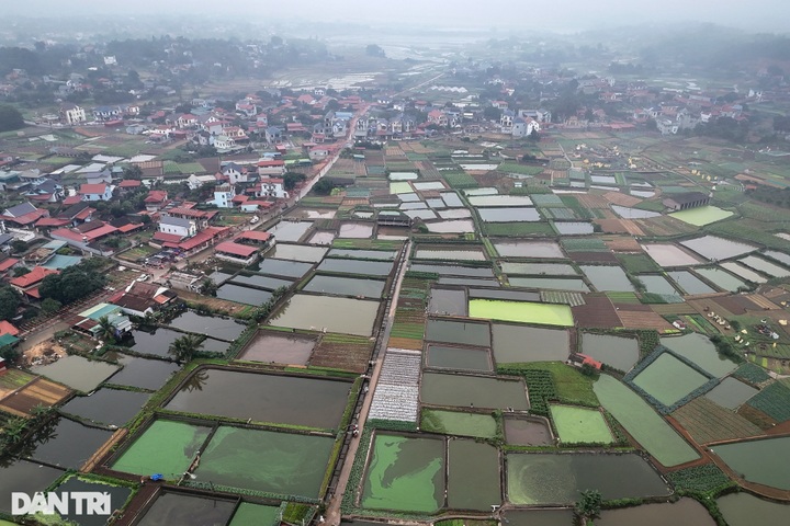 Phu Tho village grows carp for Kitchen Gods' Day - 1