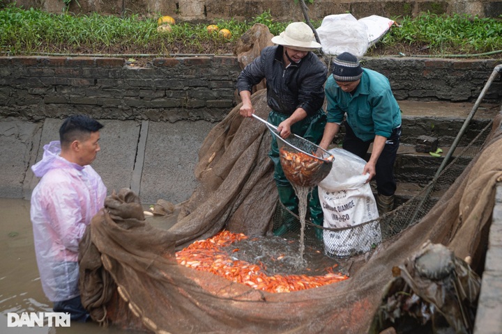 Phu Tho village grows carp for Kitchen Gods' Day - 2