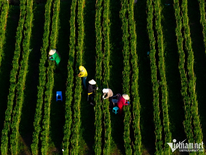 Flower village in HCM City ahead of Tet - 1