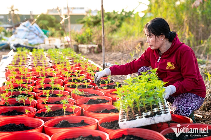 Flower village in HCM City ahead of Tet - 7
